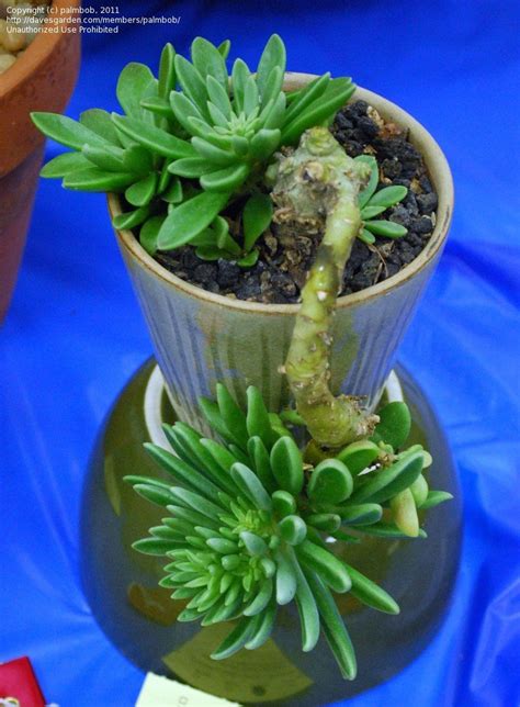 Long, narrow arms branch off of the plant's base. PlantFiles Pictures: Adromischus (Adromischus phillipsiae ...