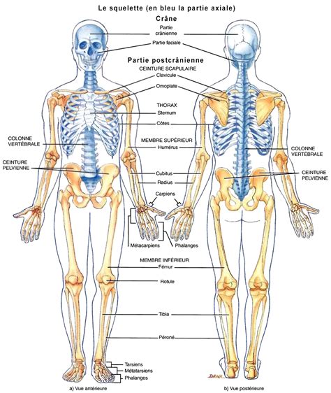 Biologie Humaine Anatomie Du Squelette Hot Sex Picture