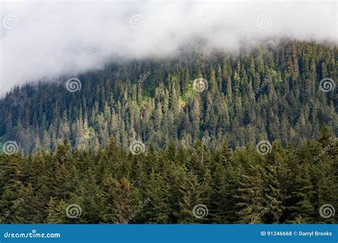 Evergreens On Misty Mountain Stock Photo Image Of Evergreens Trees