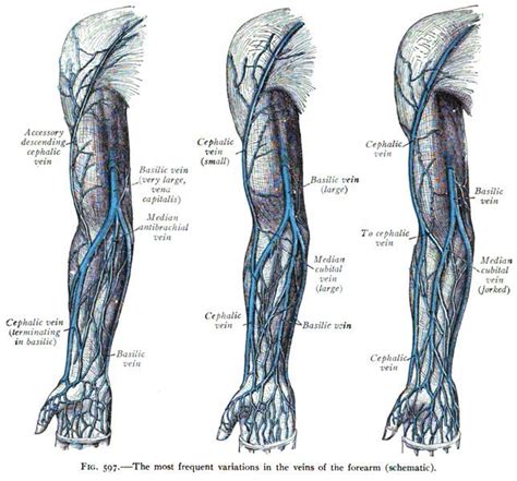 Variations In The Veins Of The Arm Greys Anatomy Book Arm Anatomy