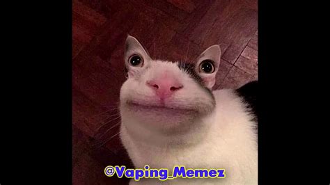 Derpy Cat Meme