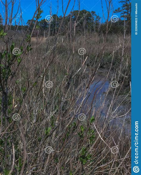 A Hidden Water Trail At Cape Henlopen State Park Lewes De Stock Photo