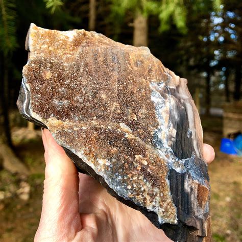 858g Petrified Wood With Druzy Quartz Crystals Mineral Display Specimen