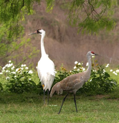 Bird Of The Week Whooping Cranes Travis Audubon