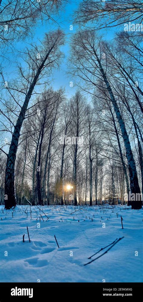 Winter Landscape Sunset In The Birch Forest Golden Beams Of Sunlight