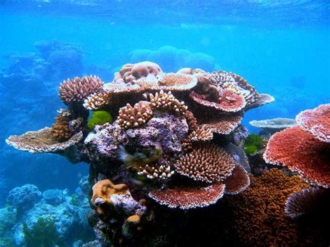 Explainer Ocean Acidification Ecos