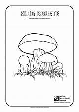 Coloring Mushrooms Cool Mushroom Mush Bolete King Template Getdrawings sketch template