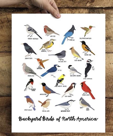 Feenixx Publishing Backyard Birds Of North America Poster 24 X 36