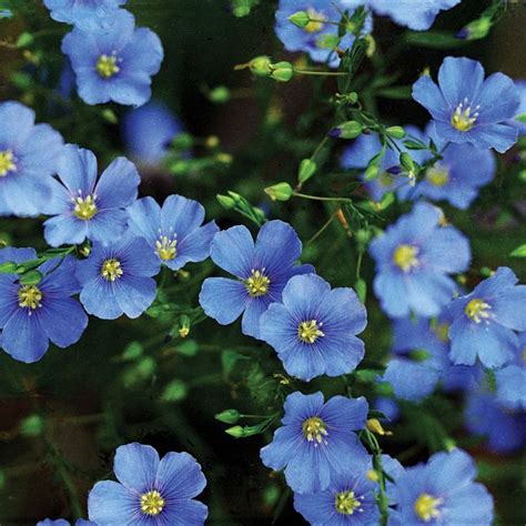 Linum Perenne Blue Flax Premier Seeds Direct