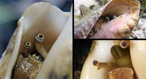 Conch Eyes On Eye Stalks Photographer S Unknown Conch Fish Pet