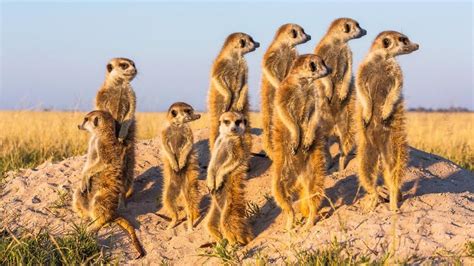 Meerkats Amazing Zoology