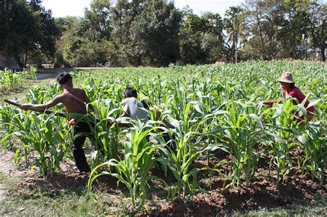 Agricultura La Agricultura En Colombia