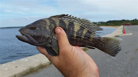 Maryland Biodiversity Project Black Sea Bass Centropristis Striata