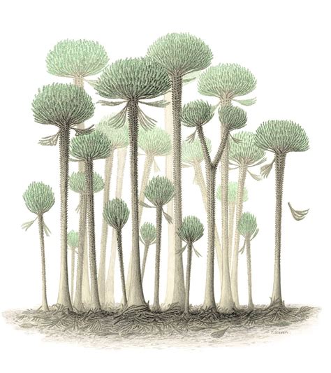 Primordial Fossils Of Earths 1st Trees Reveal Their Bizarre Structure