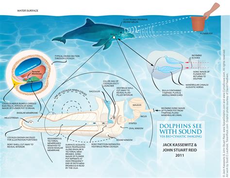 The Discovery Of Dolphin Language Dolphin Way