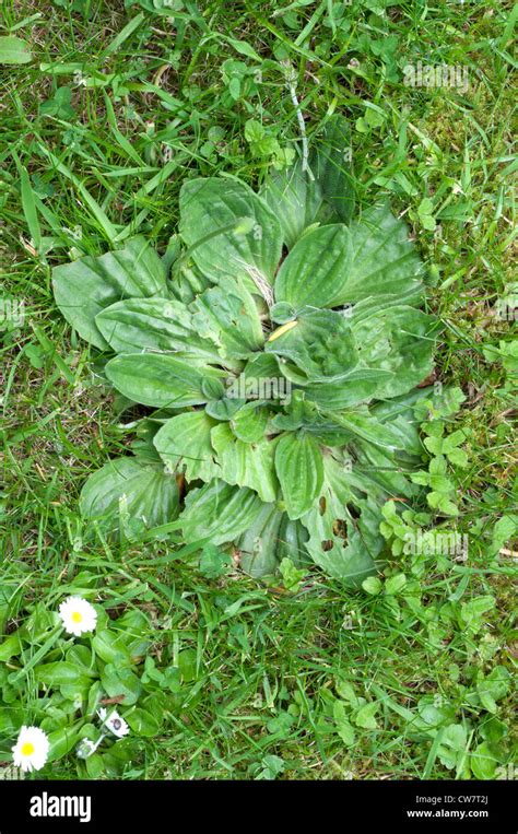 Lawn Weeds Greater Plantain Plantago Major Stock Photo Alamy