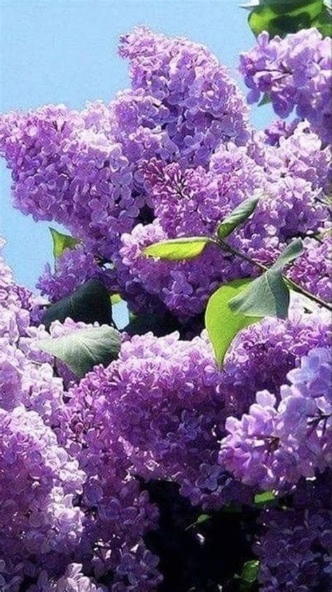 25 Dark Purple Lilac Seeds Tree Fragrant Flowers Perennial Flower 361