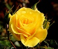 File:A Yellow Rose.jpg