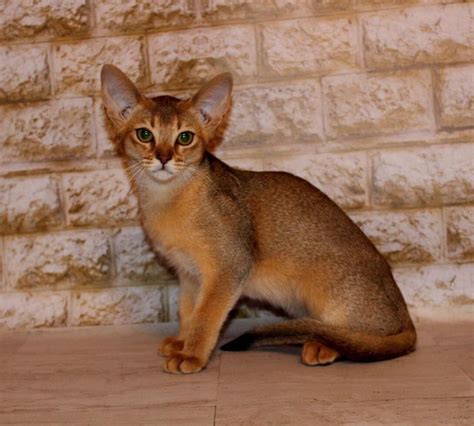 Galatea In A Ruddy Color Purebred Abyssinian Kitten Gender Female Date