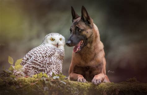 These Adorable Photos Of Ingo The Dog And His Owl Friends Are The Best