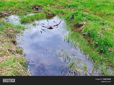 Puddle Forest Among Grass Image And Photo Bigstock