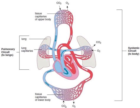 Pulmonary Circuit Diagram Circuit Diagram