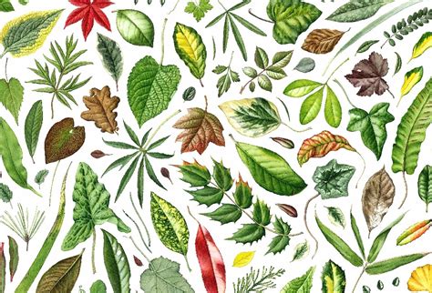 Painting Leaves Julia Trickey Botanical Art Tutorials