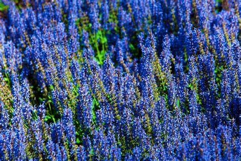 Maybe you would like to learn more about one of these? 7 plants with true blue flowers - The English Garden