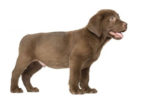 How Much Should My Labrador Weigh Labrador Weight Charts