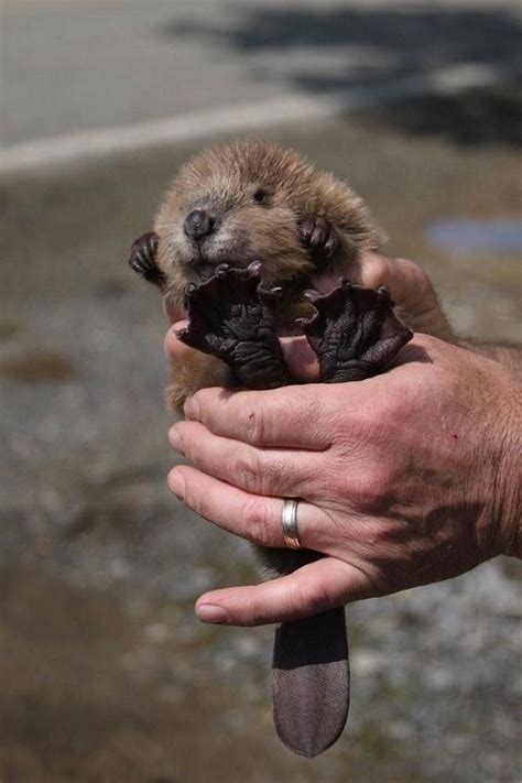And This Baby Beaver Who Is Trying To Break The Universe With His