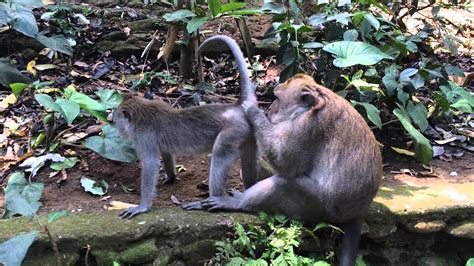 Monkey Masturbating Naughty Monkeys In Ubud Bali Youtube