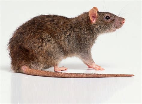Qatar E Nature Brown Rat