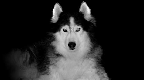 Bungou stray dogs hd wallpapers, desktop and phone wallpapers. Download 1920x1080 wallpaper siberian husky, pet, dog, art, full hd, hdtv, fhd, 1080p, 1920x1080 ...