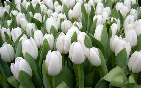 Beautiful White Tulips Wallpaper Flower Wallpapers 53777