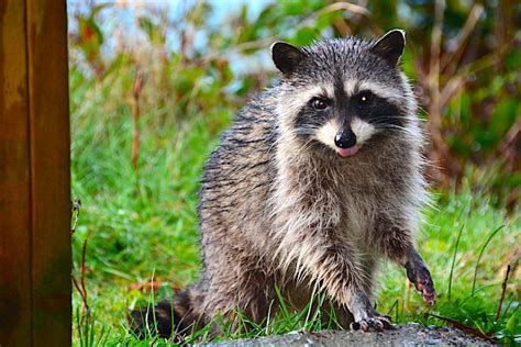 Want A Pet Raccoon Read This First Petful