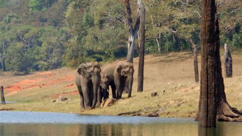 Wildlife A Periyar National Park In Kerala Wildlife Of Kerala