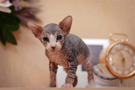 Sphynx Katze Alles über Herkunft Und Haltung Der Nackten Schönheit