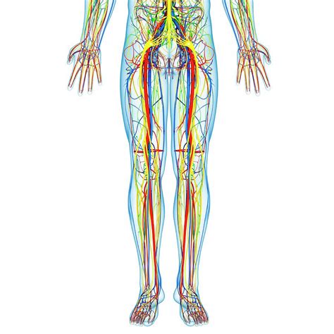 Published by carol thornton modified over 2 years ago. Lower Body Anatomy Photograph by Pixologicstudio/science Photo Library