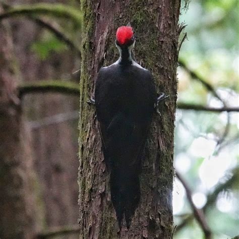 Pileated Woodpecker Dryocopus Pileatus 10000 Things Of The Pacific
