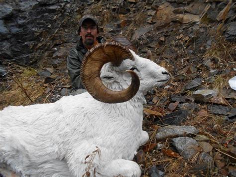 10 Day 1 On 1 Yukon Dall Sheep Hunt