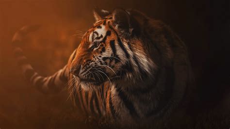 Tiger Hd Wallpapers Background Images