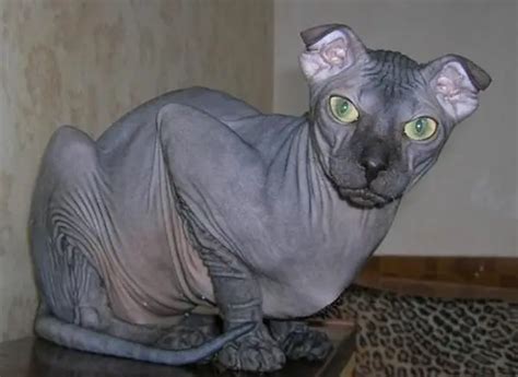 Weird And Unusual But Definitely Adorable Cat Breeds 12 Pictures