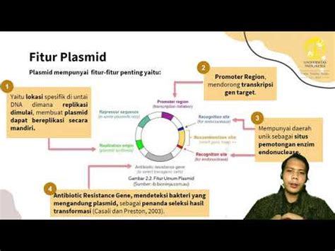 Perbedaan Antara Plasmid Dan Episom Bandingkan Perbedaan Antara My