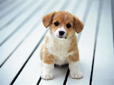 27 Cute Funny Dog Wallpapers