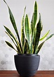 What Does A Snake Plant Look Like? - archives.thepoetandtheplant.com