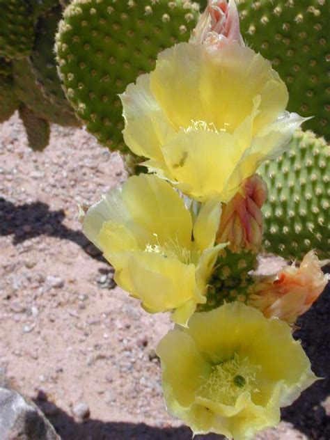 If you water it to much it will turn yellow. Bunny Ears, Polka Dot Cactus (Opuntia microdasys)