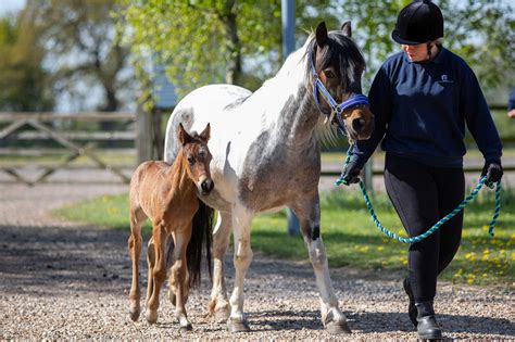 Our Conference World Horse Welfare