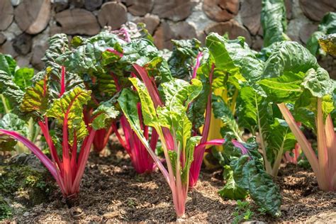 12 Most Nutrient Dense Foods You Can Grow At Home Growing Veggies