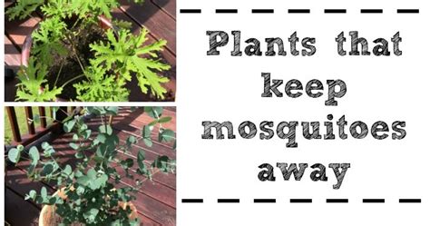 The Best Plants To Help Keep Mosquitoes Away Mom Files