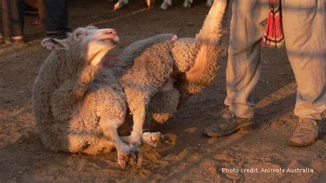 Feed required to produce one kilogram of meat or dairy product. Petition · Stop the export of Canadian sheep for cruel ...